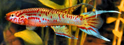 Aphyosemion riggenbachi 'Somakak'