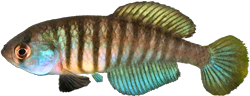 RRC - Austrolebias reicherti