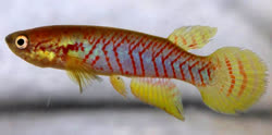 SCA - Rivulus scalaris