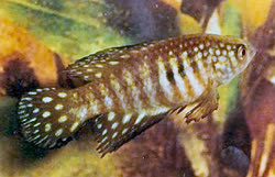 SIM - Simpsonichthys (Hypsolebias) similis
