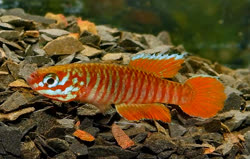 SPS - Leptopanchax splendens