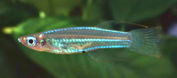 STP - Poropanchax stigmatopygus