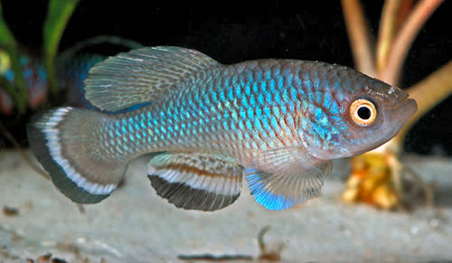 Nothobranchius taeniopygus