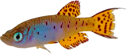 THI - Fundulosoma thierryi