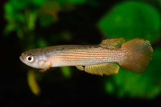 Anablepsoides taeniatus