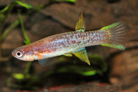 Laimosemion torrenticola