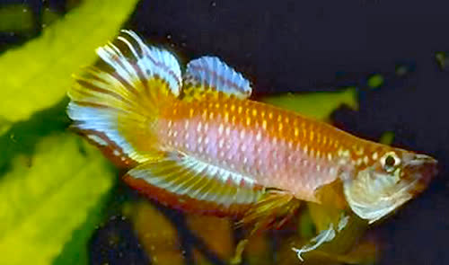 Epiplatys fasciolatus tototaensis