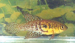 Hypsolebias trilineatus