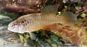 VZR - Cynolebias vazabarrisensis