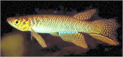 WIS - Moema 	 wischmanni