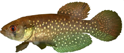 WOL - Austrolebias wolterstorffi