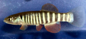 ZBR - Fundulus zebrinus